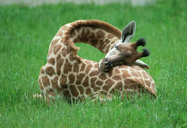 Yavru Zürafanın Uykusu