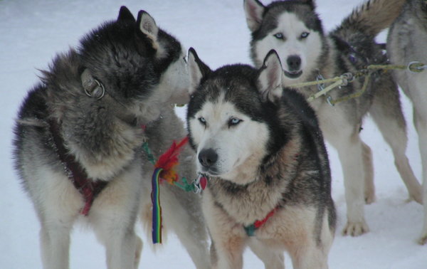 İnsan ve Köpek Dayanışması Bir Kasabayı Nasıl Kurtardı?