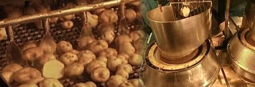 Patates cipsi nasıl üretiliyor?